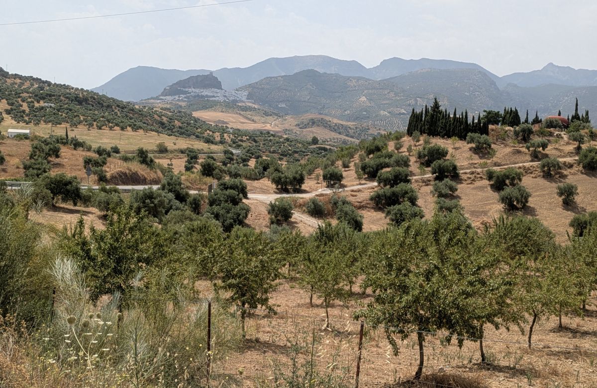 05-Olivenbäume wohin man sieht